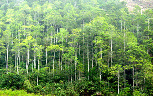 Plantation de près de 17 400 hectares de forêts en mars